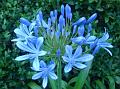 2013-0815-1920_Agapanthus_21,7C
